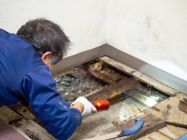 Best Mold Cleaning Services  in Boulevard Gardens, FL