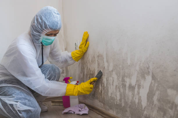 Best Mold Cleaning Services  in Boulevard Gardens, FL