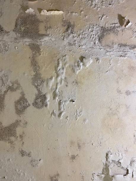 Best Local Mold Removal Service  in Boulevard Gardens, FL