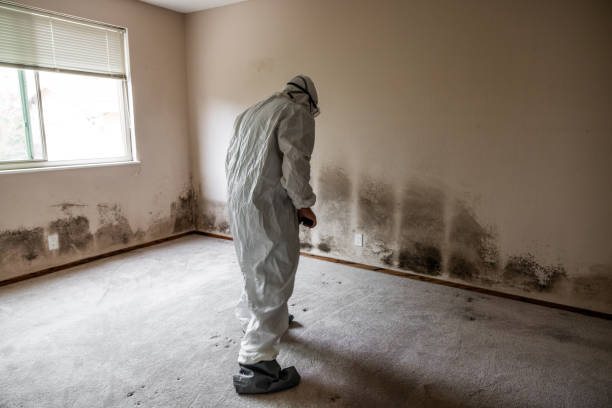 Best Home Mold Removal  in Boulevard Gardens, FL