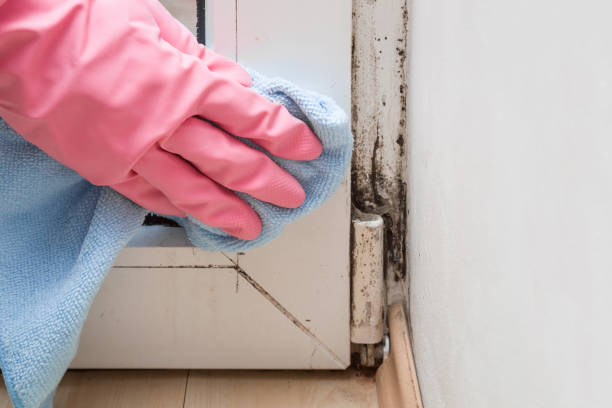 Best Crawl Space Mold Removal  in Boulevard Gardens, FL